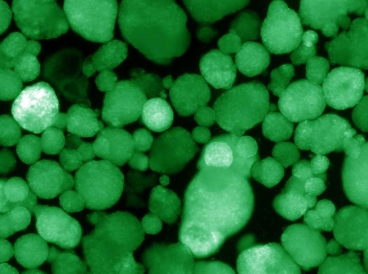 Organoides similars a illots humans que expressen insulina, que s'indica amb el color verd.
