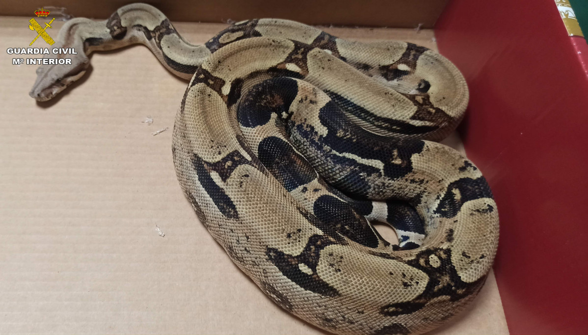 boa