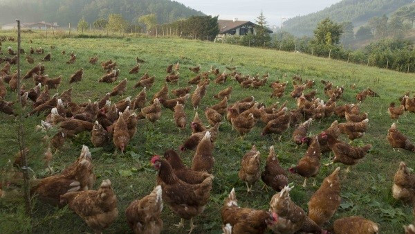 Arxiu - Gallines