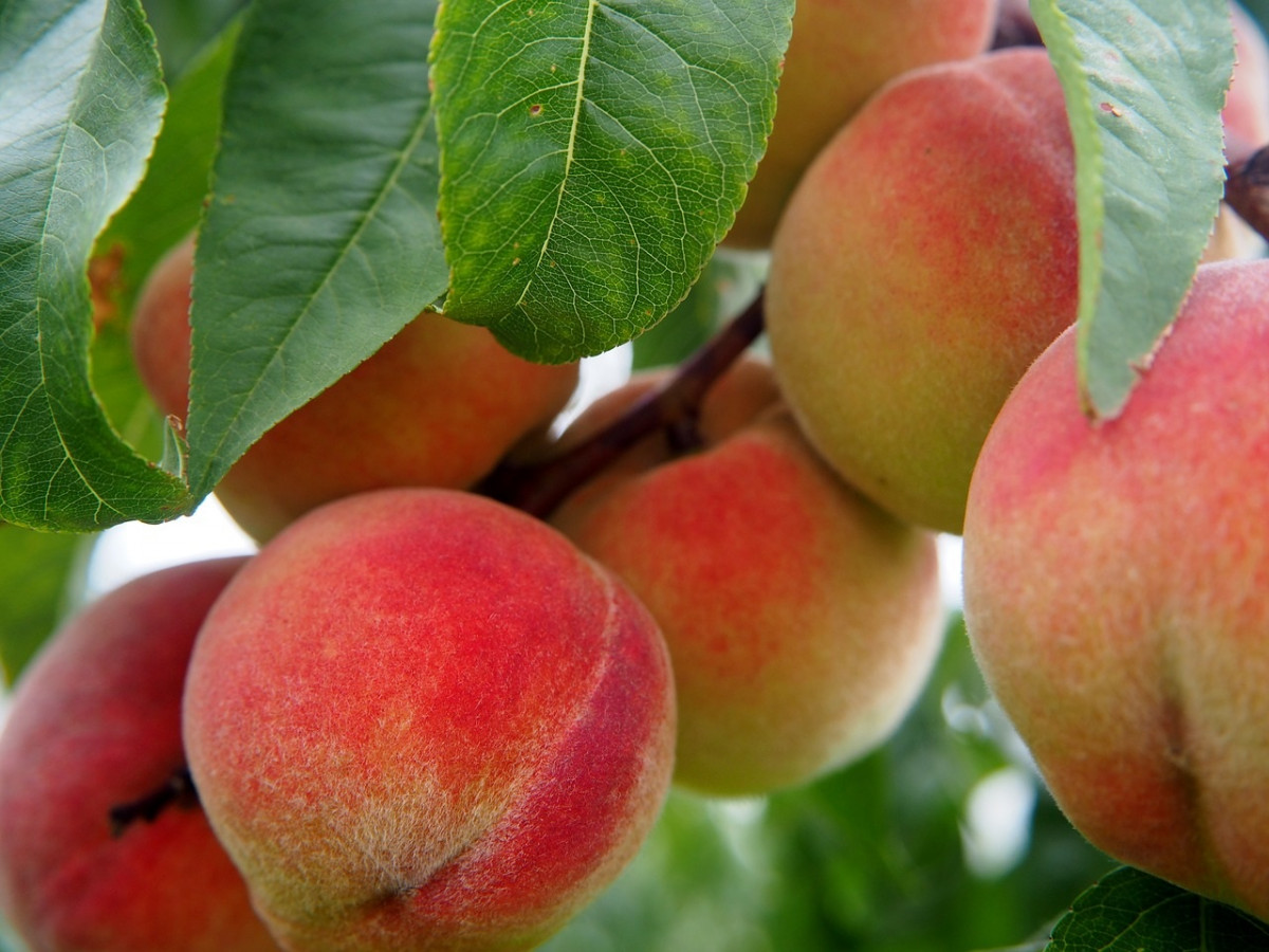 Arxiu - Fruita de pinyol
