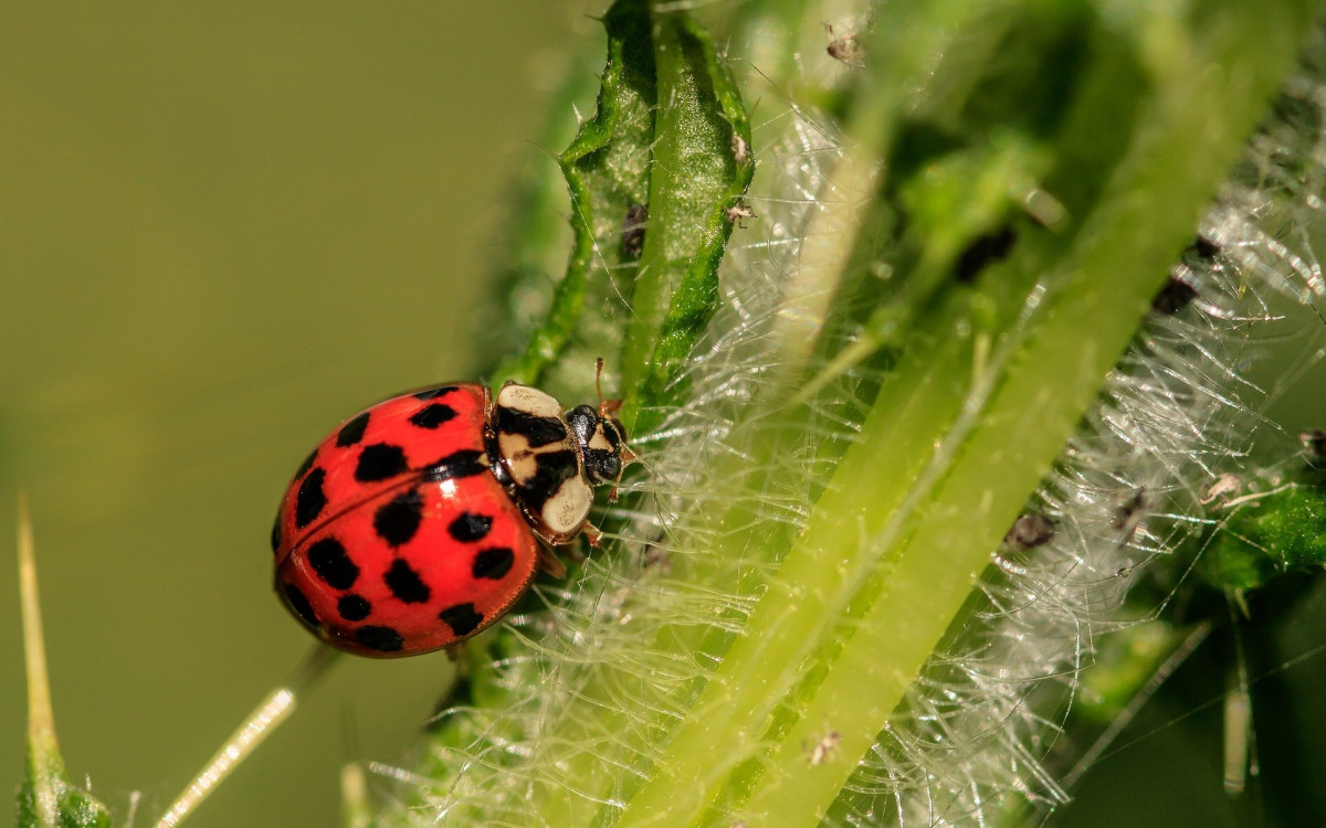 Ladybug 3442106 1920