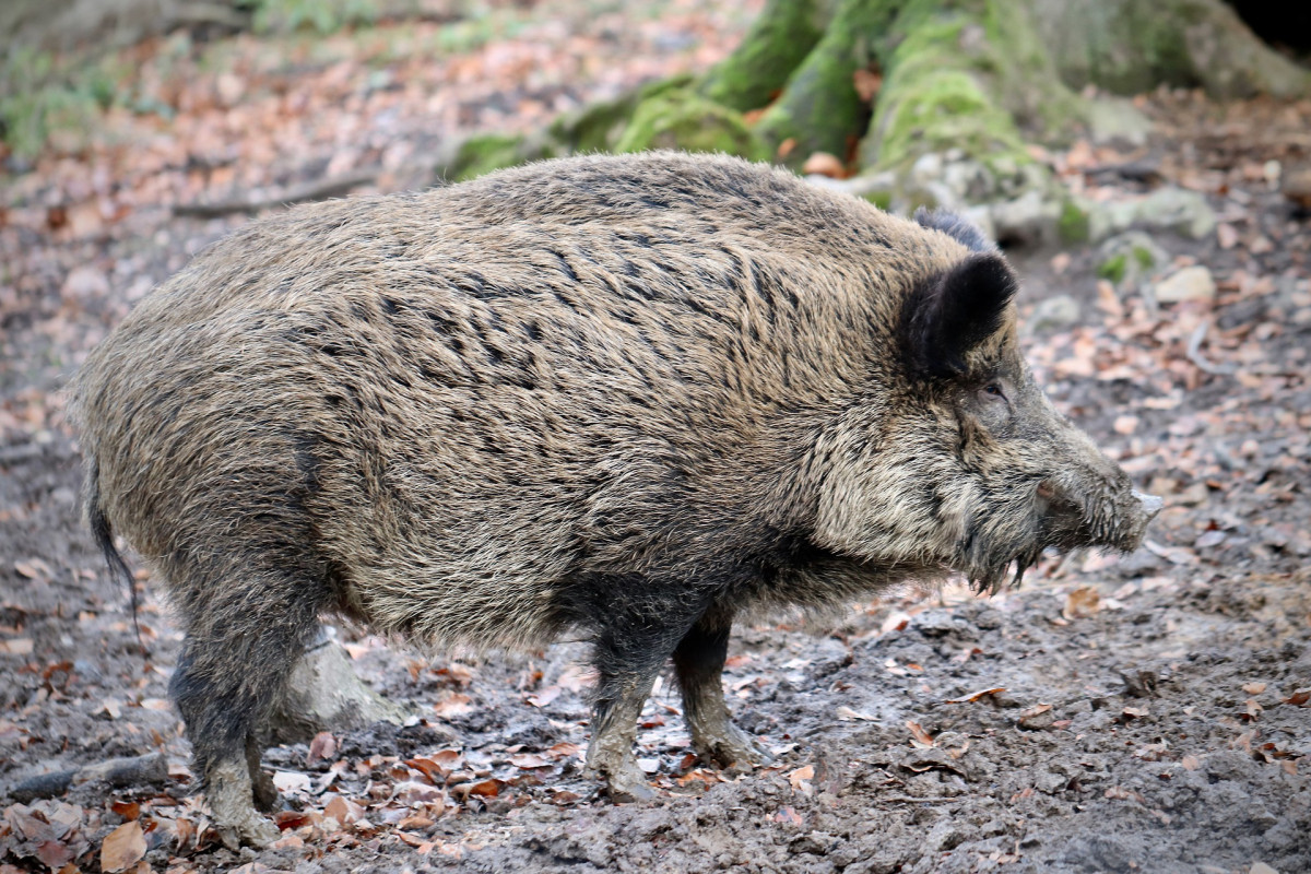 Boar 4735586 1920