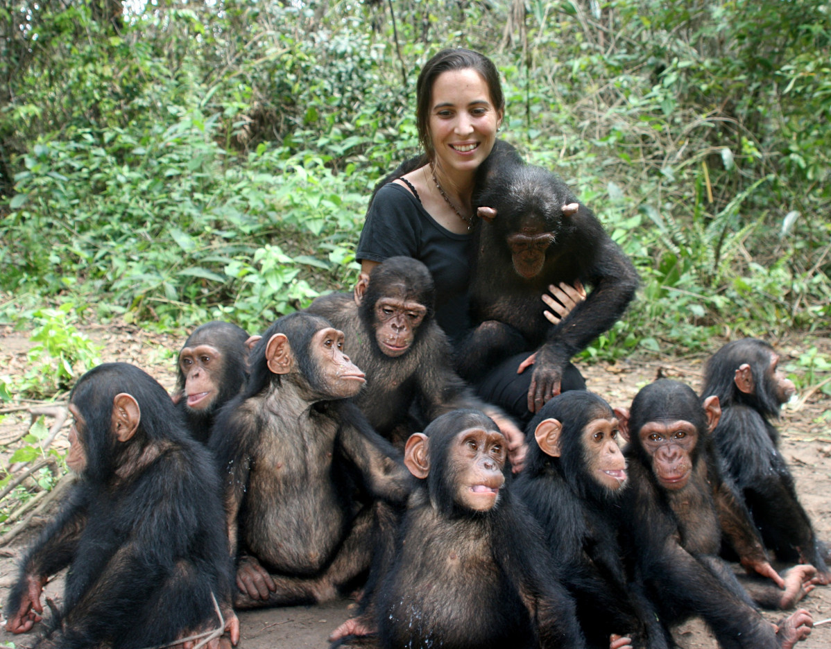 La directora de l'institut Jane Goodall a República de Congo, Rebeca Atencia, al costat dels ximpanzés de el Centre de Rehabilitació de Tchimpounga.