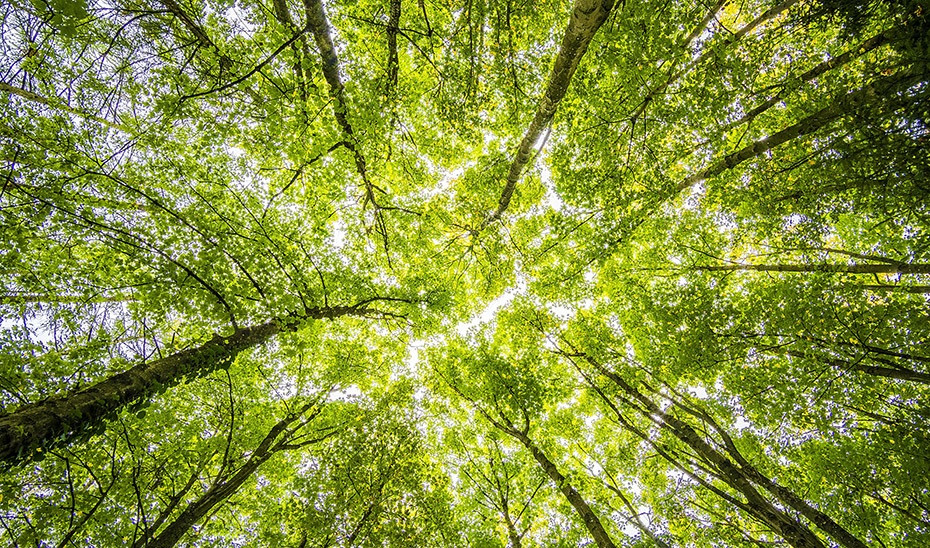 Arxiu - Arbres en un bosc.