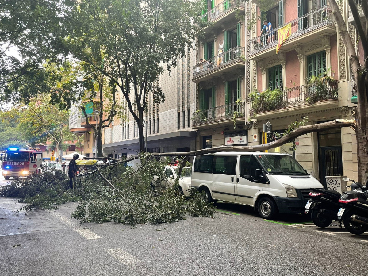 Imatge d'un arbre a sobre d'una furgoneta a causa de les pluges a Barcelona