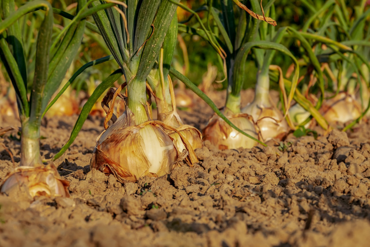 Onion 3540502 1920