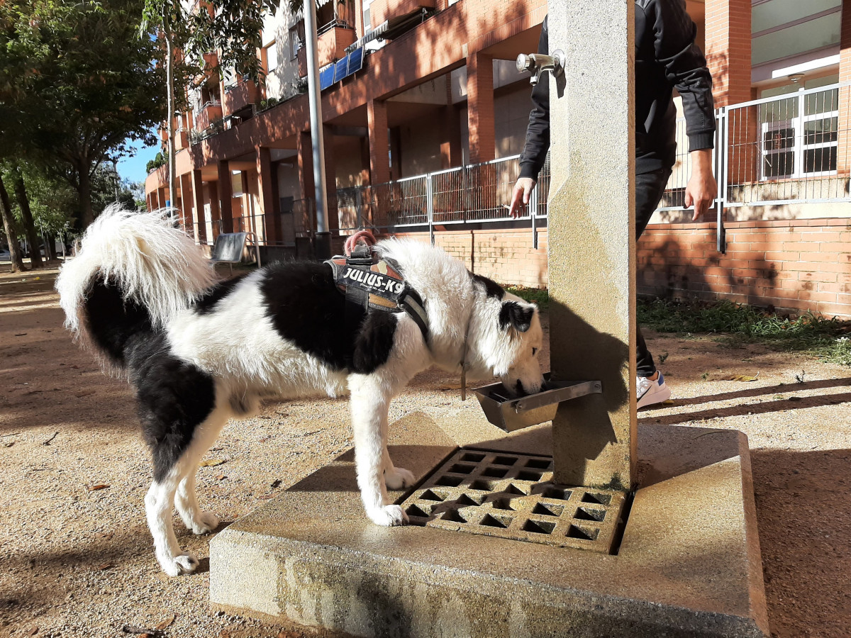 Un perro bebiendo de una de las fuentes de la prueba piloto.