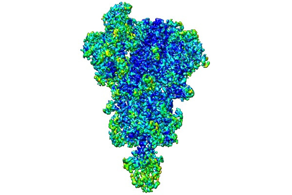 Arxiu - Reconstrucció en 3D de la proteïna spike de la SARS-CoV-2