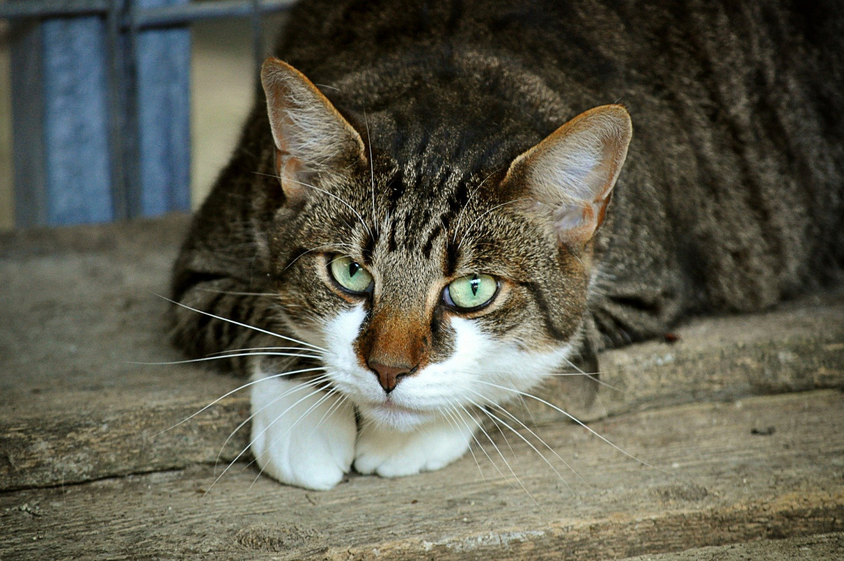 Cats eyes gefa965841 1920
