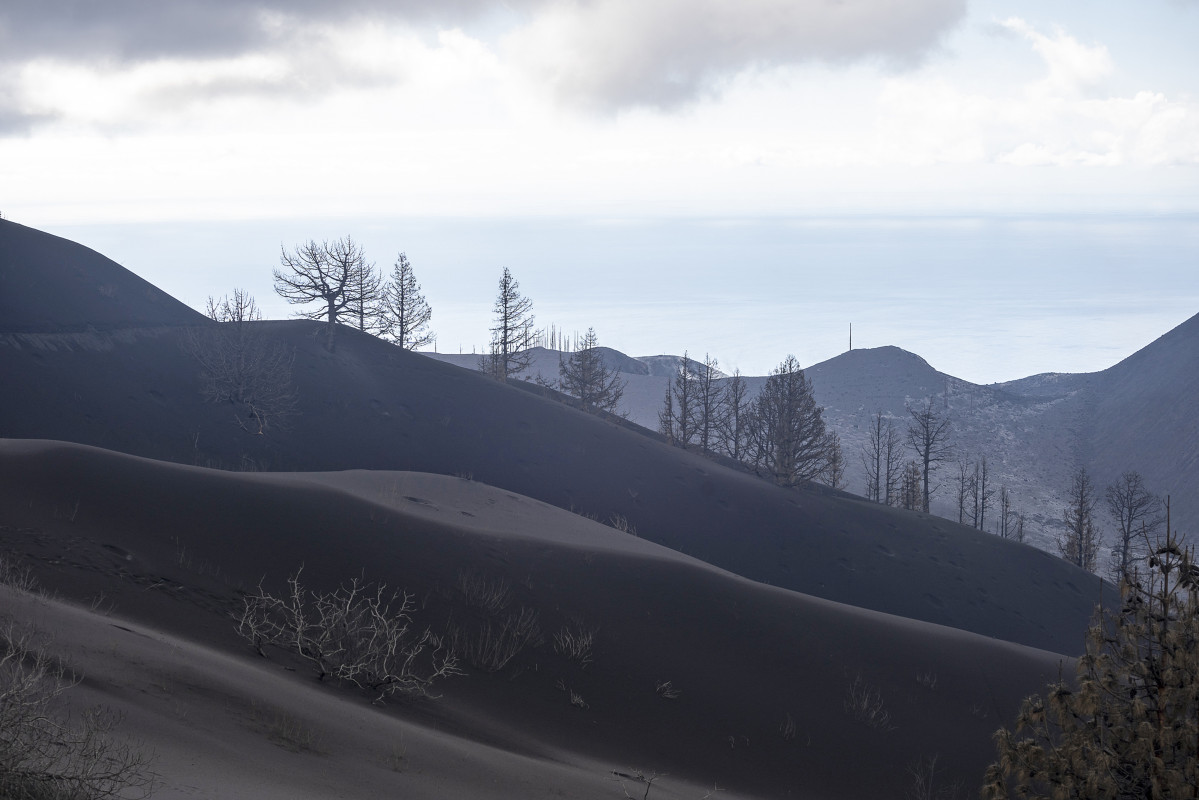 Arbres coberts per cendra expulsada pel volcà de Cimera Vella, a 17 de desembre de 2021, a La Palma, Canàries (Espanya). Segons el darrer informe de la Direcció de Seguretat Nacional (DS