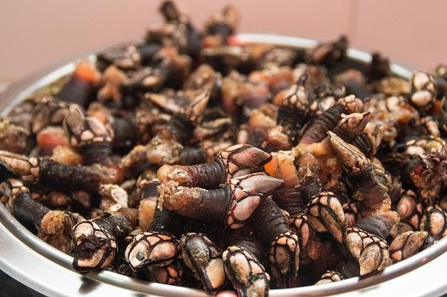 Percebes gallecs