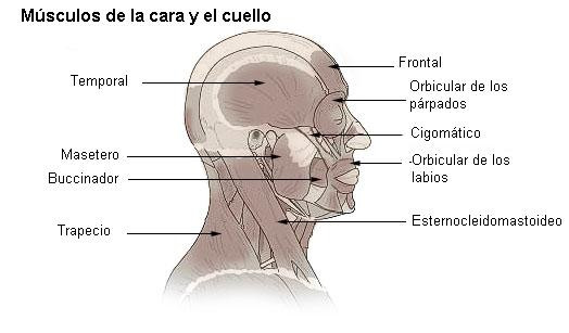 Illu head neck muscle és