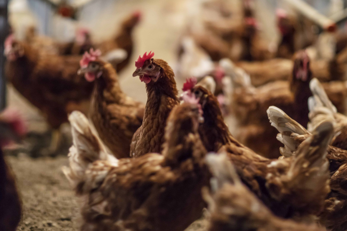 Gallines criades a terra