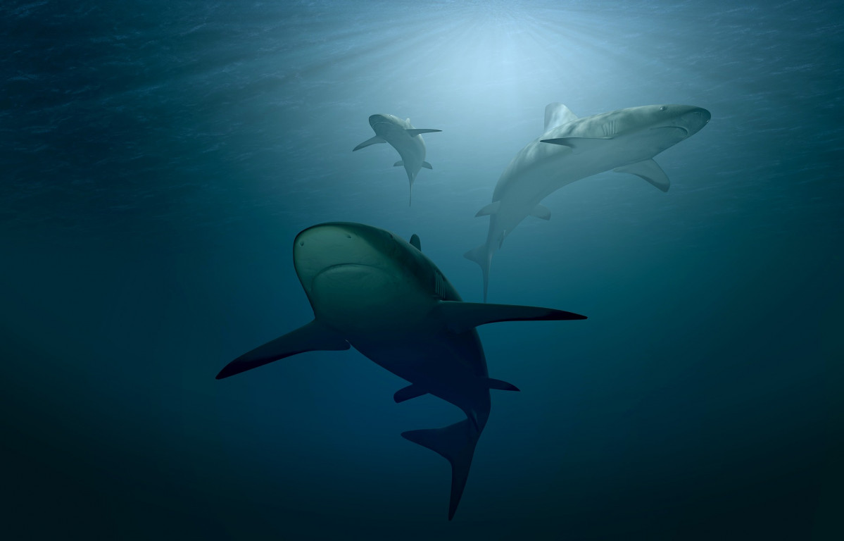 Shark g33f61bcba 1920