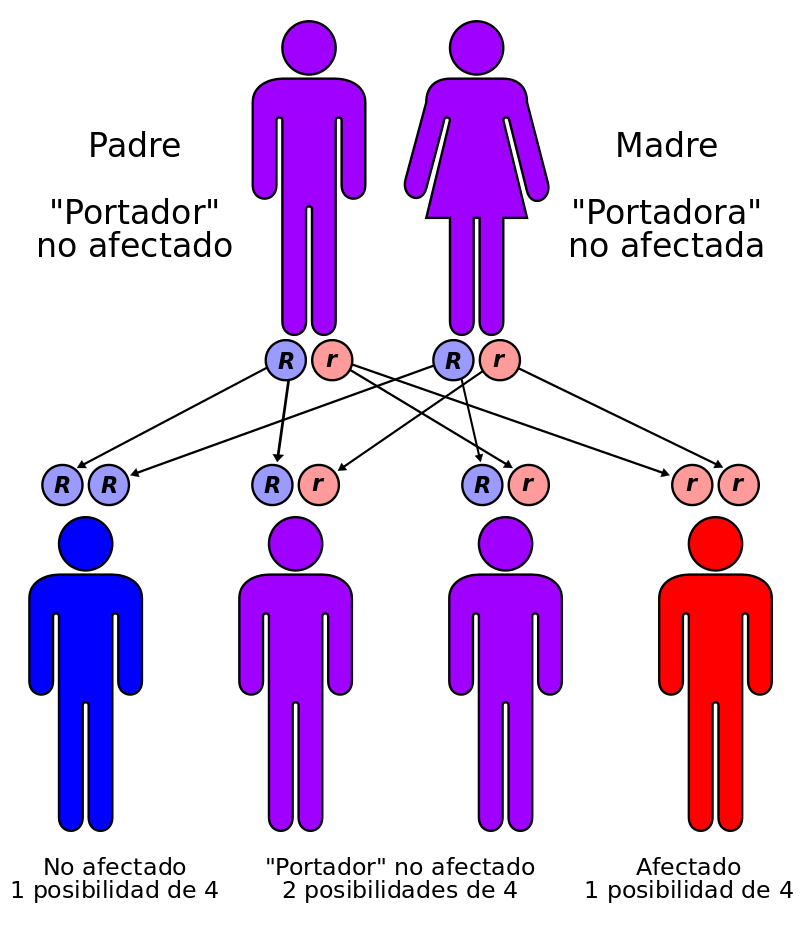 Autorecessive és