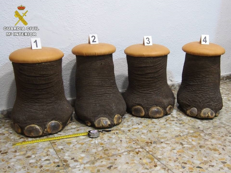 EuropaPress 4235445 potes elefant intervingudes guàrdia civil alacant