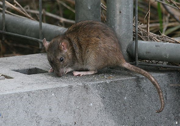 ADEPAP alerta de les plagues de rates per a aquest estiu.