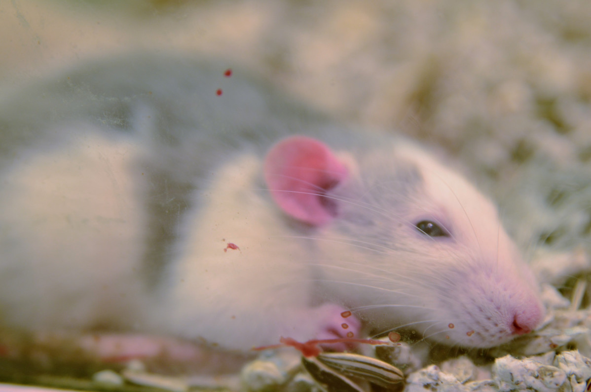Arxiu - Ratolí, ratolins, rata, rates, hamster, rata de laboratori, rosegadors, rosegadors