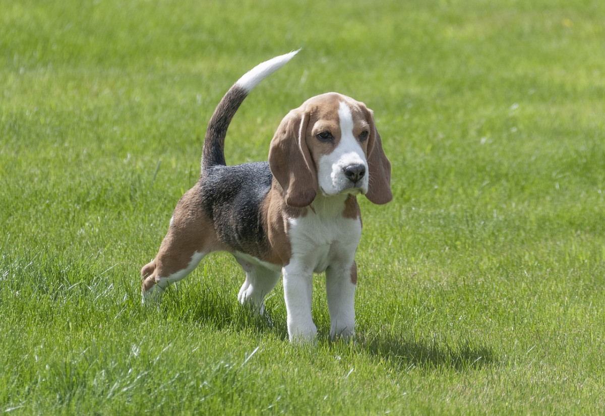 Beagle 3877115 1280