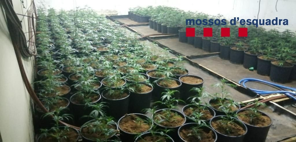 Los Mossos d’Esquadra detienen a un hombre y desmantelan una plantación de marihuana en una casa de Santa Cristina d’Aro (Girona).