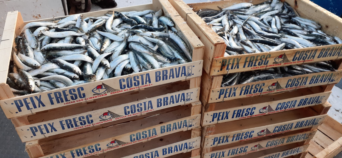 Les sardines que es pesquen a Catalunya són cada cop més petites i més joves, segons els investigadors