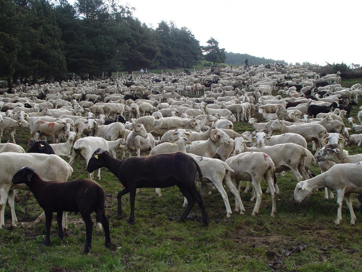 Ramat d'ovelles a Aran