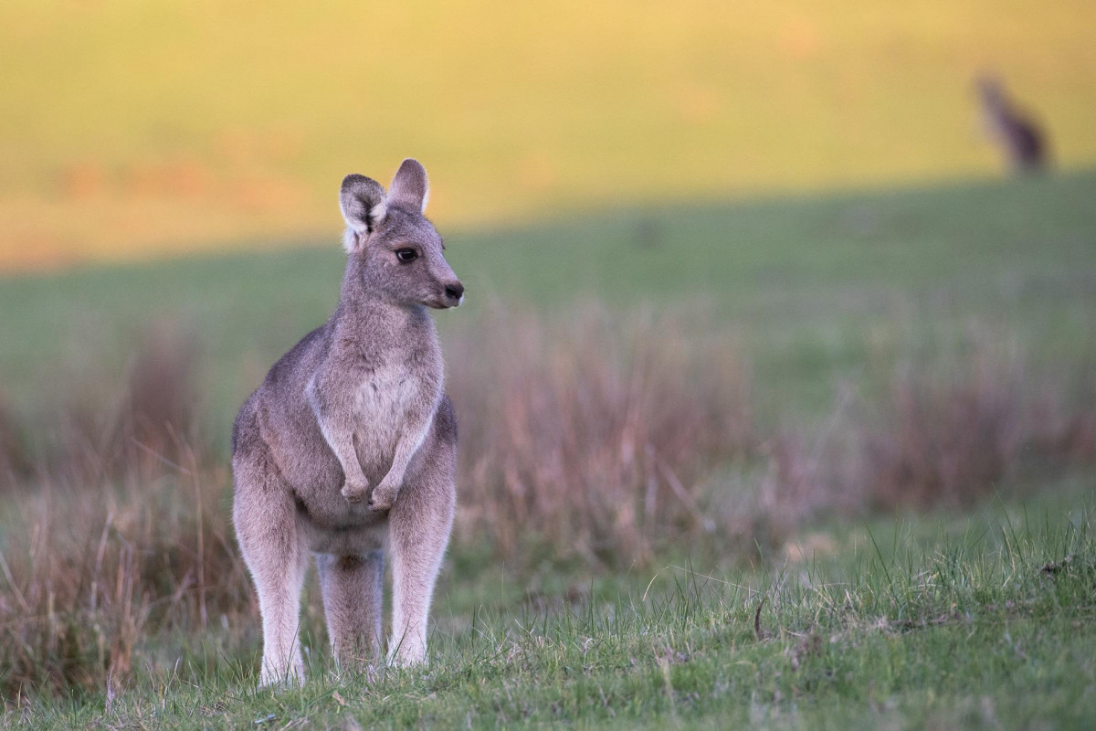 Kangaroo gdaad33253 1920