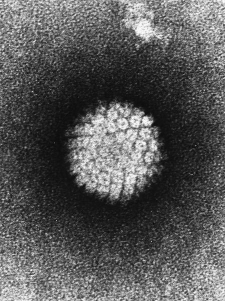Virus del papil·loma, VPH