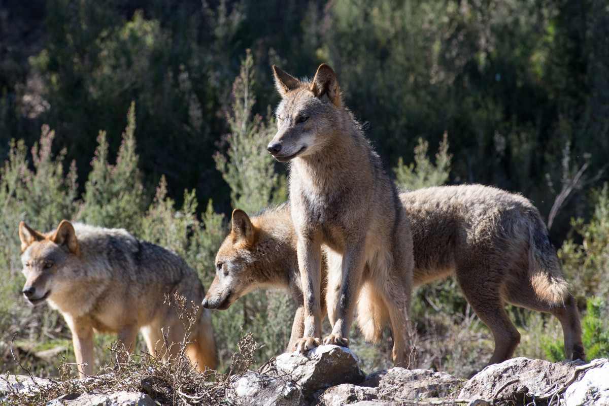 EuropaPress 2664103 diversos llops ibèrics centre llop ibèric localitat roureda sanabria plena