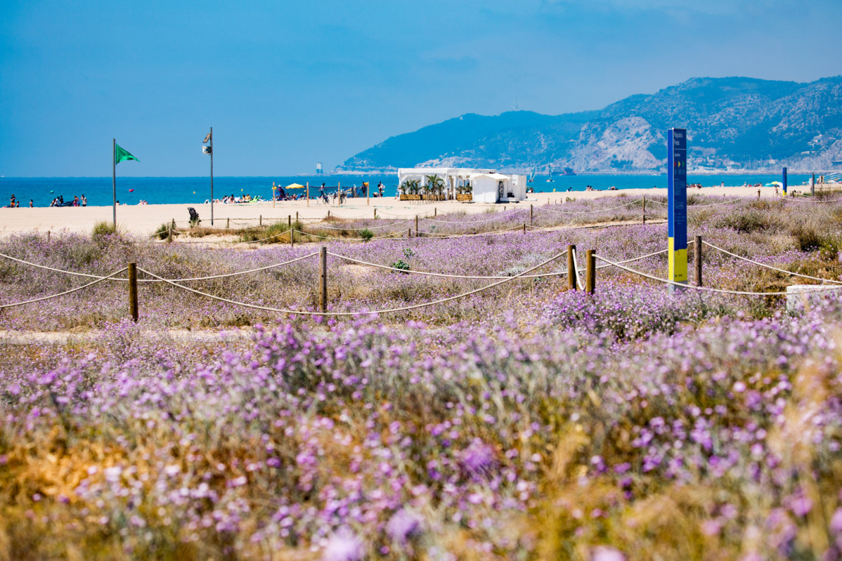 Biodiversitat dunes metropolitans.AMB. Robert Ramos 3
