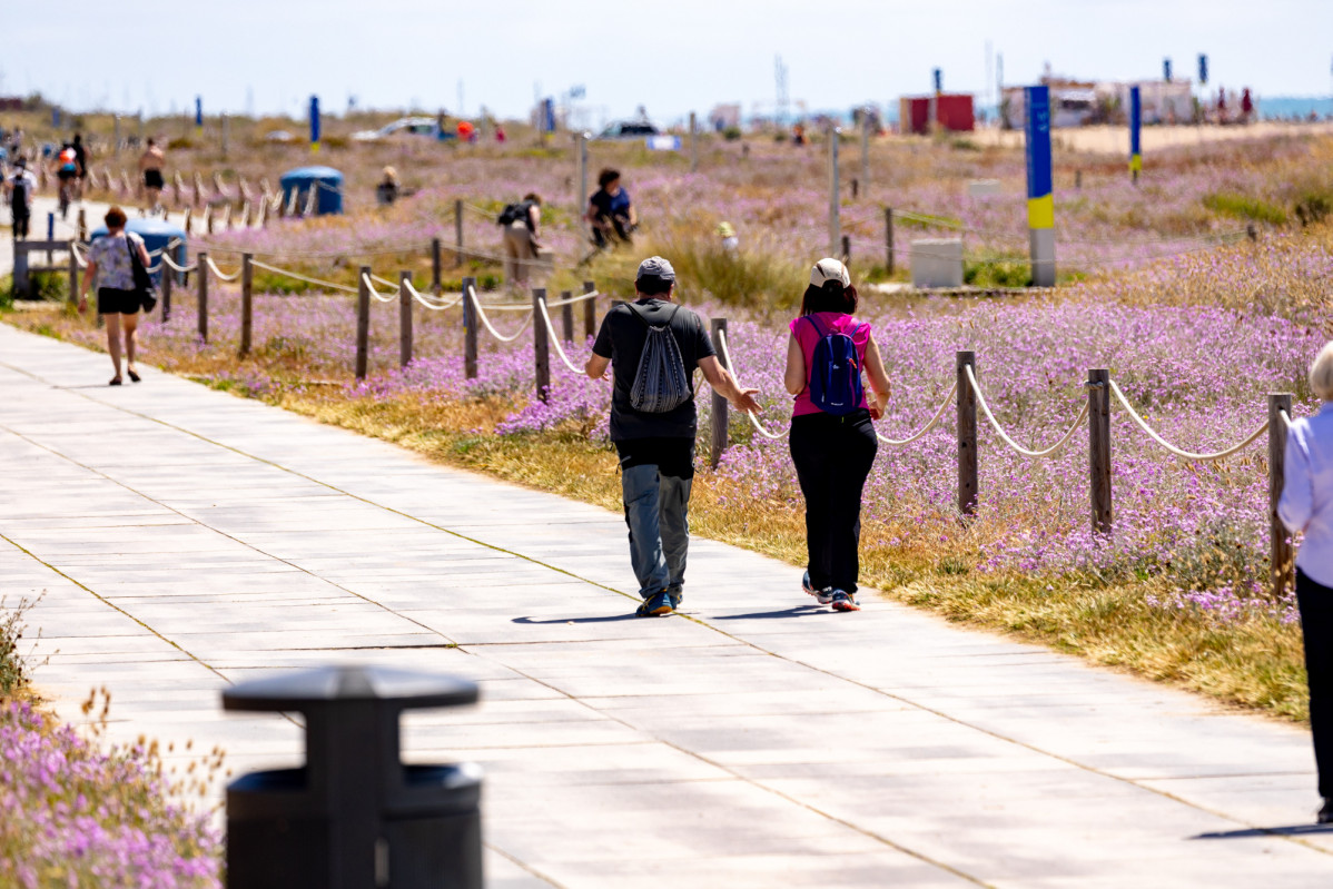 Biodiversitat dunes metropolitans.AMB. Robert Ramos