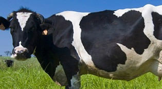 Una vaca