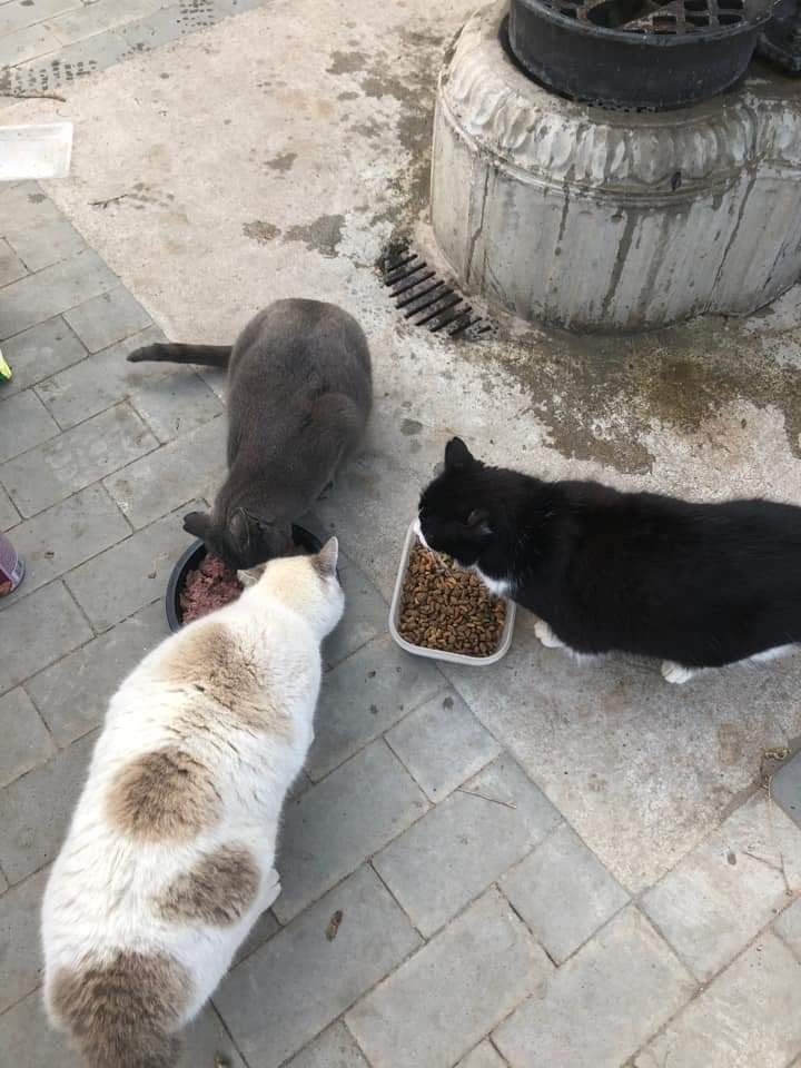 Colònies 3