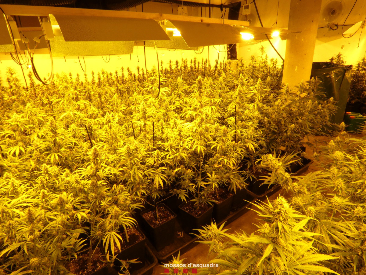 Imatge de la plantació de marihuana a Vilobí del Penedès (Barcelona)