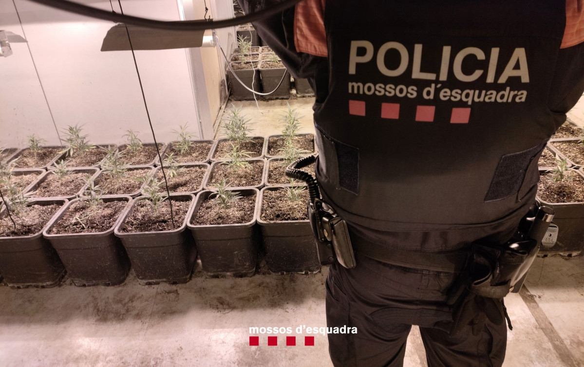 Cultiu de marihuana en una nau industrial