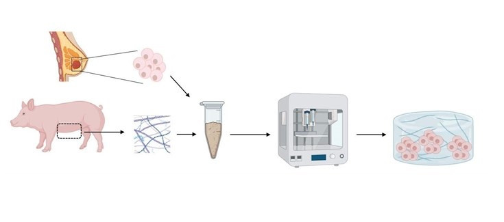 Investigadors espanyols desenvolupen una 'biotinta' per a la bioimpressió 3D de tumors usant teixit de porc