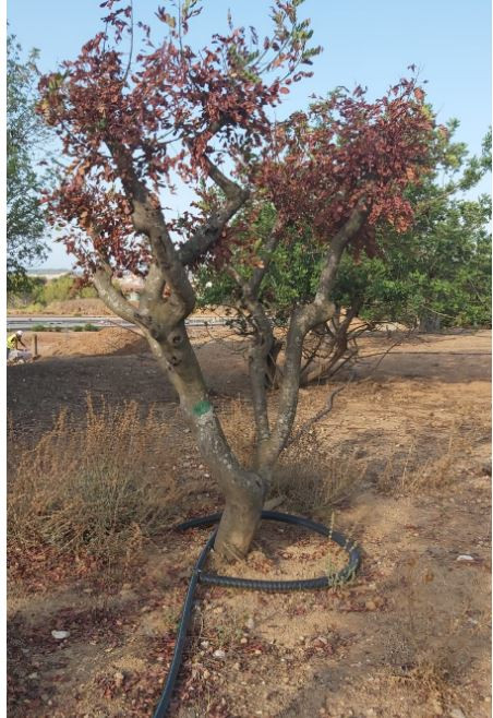 Vilapress arbre