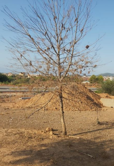 Vilapress arbreseco2viladecans