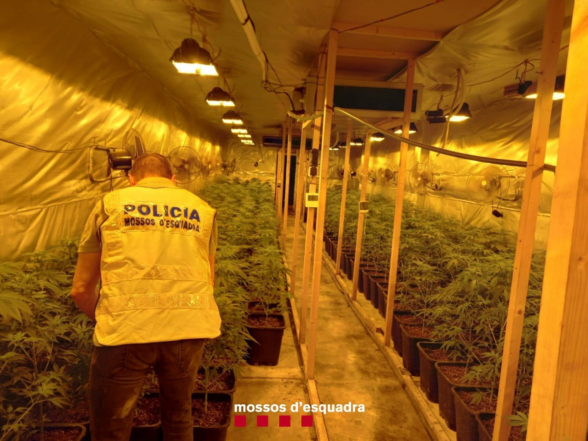 EuropaPress 4727471 imatge plantacio marihuana rapita tarragona