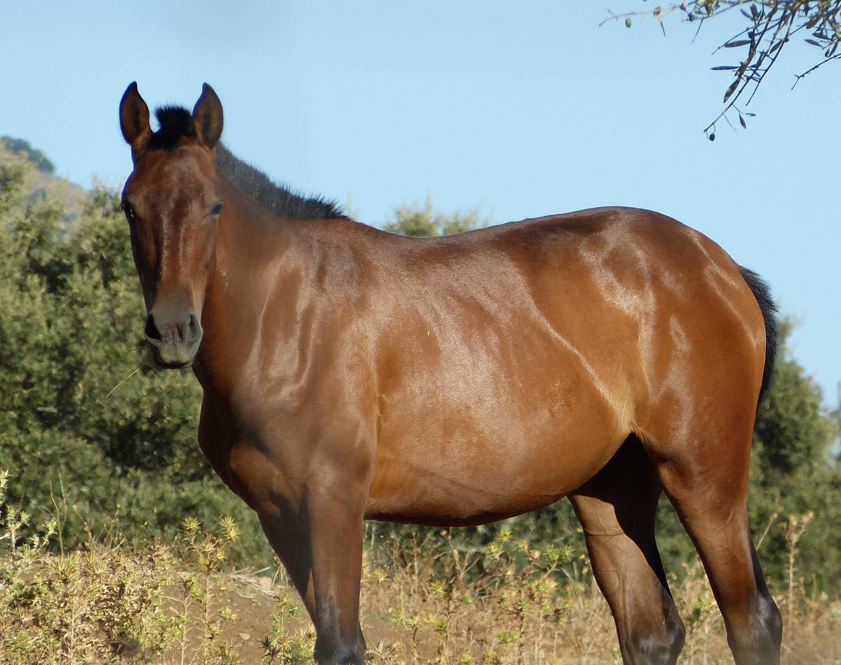 Cavall, equí, hípica
