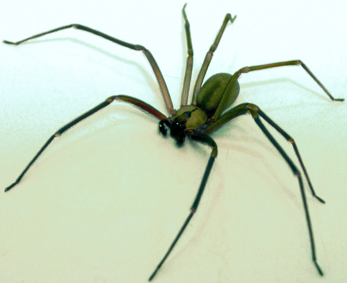 Brown recluse 2 edit