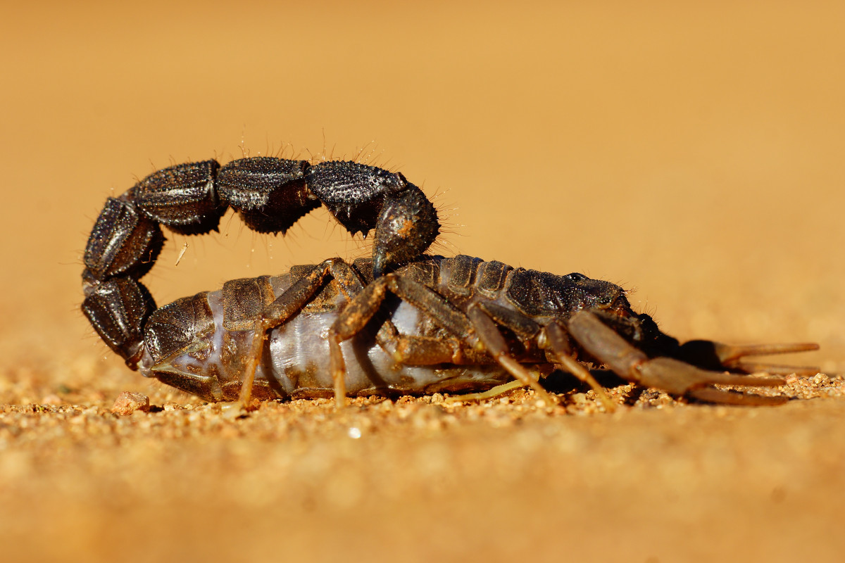 Leon pauleikhoff BUoUYPDHY84 unsplash
