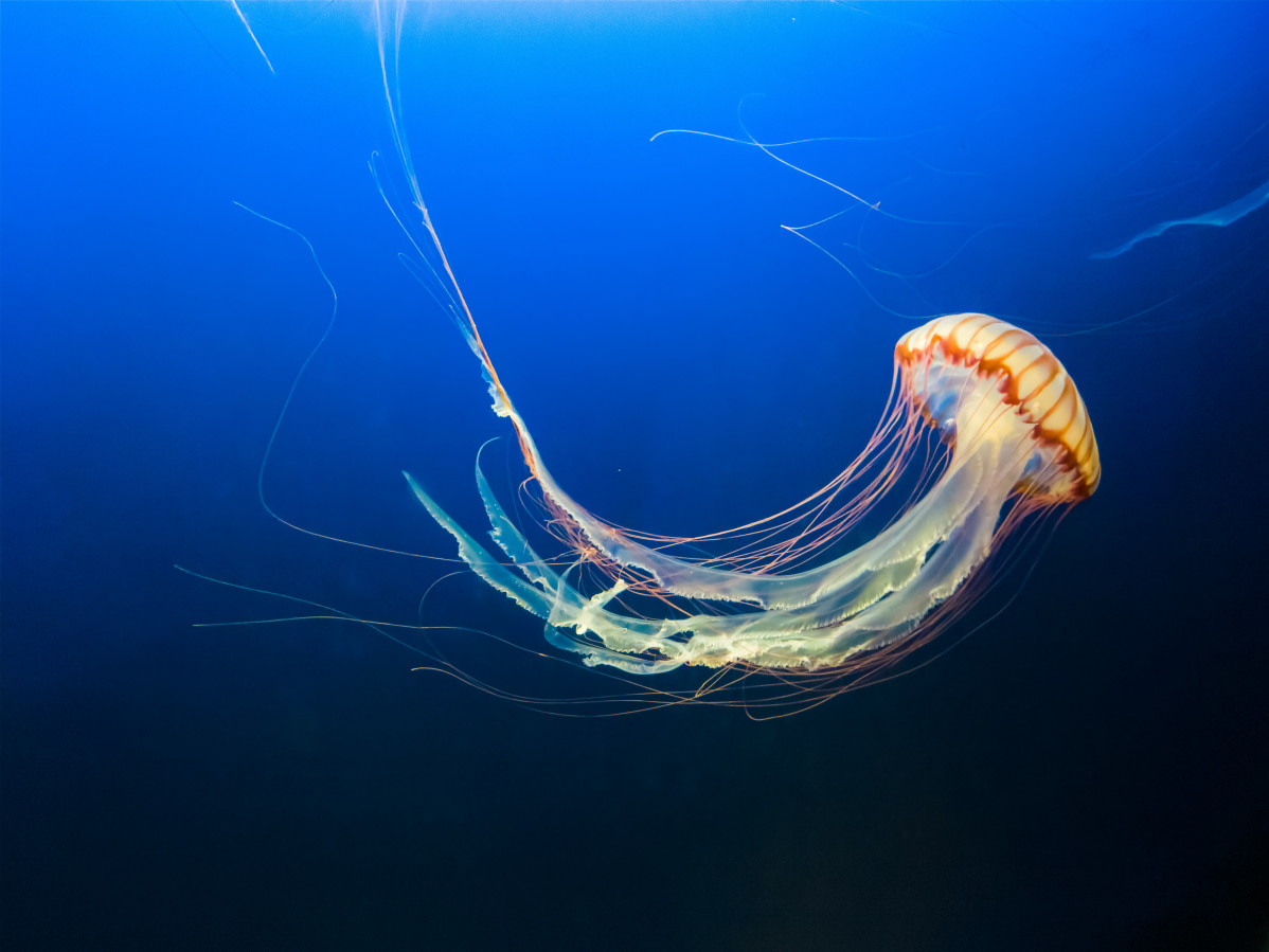 Jeffrey hamilton JtVyK2Sej2I unsplash (1)