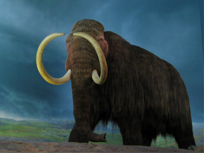 Mamut lanudo cropped (2)