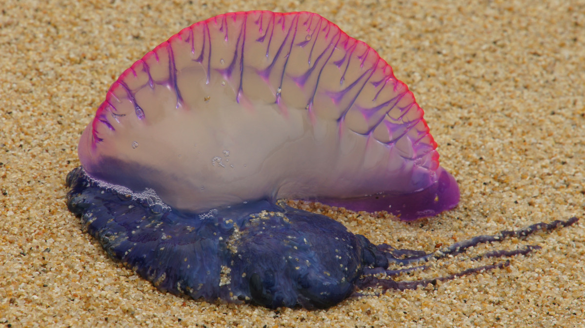 Physalia physalis, Tayrona national park, Colòmbia