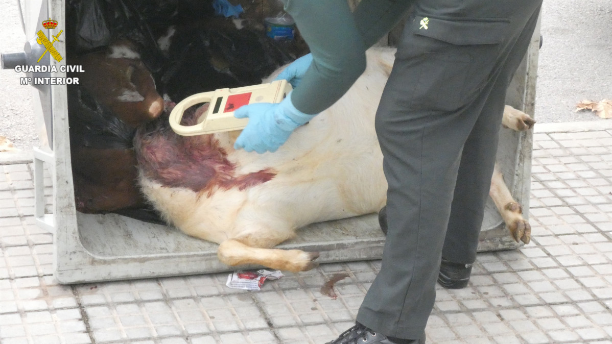 La Guàrdia Civil Investiga una persona com a presumpta autora de la mort d'animals per a ritus de santeria