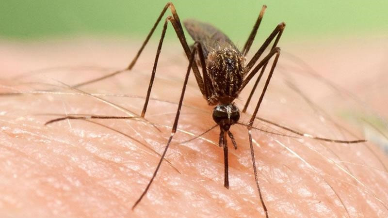 L''Aedes Japonicus', Una Nova Espècie Invasora De Mosquit Provinent D'Orient.