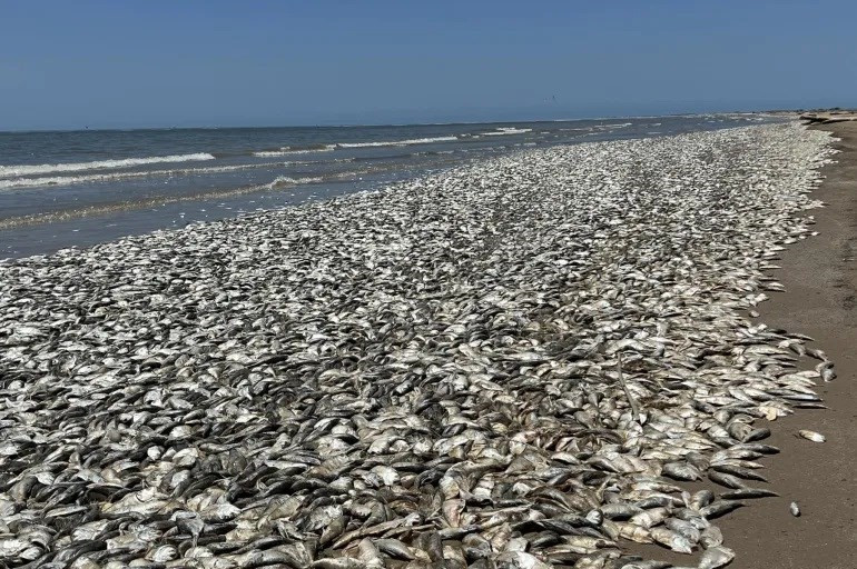 Catalunyapress peixosmortseeuu