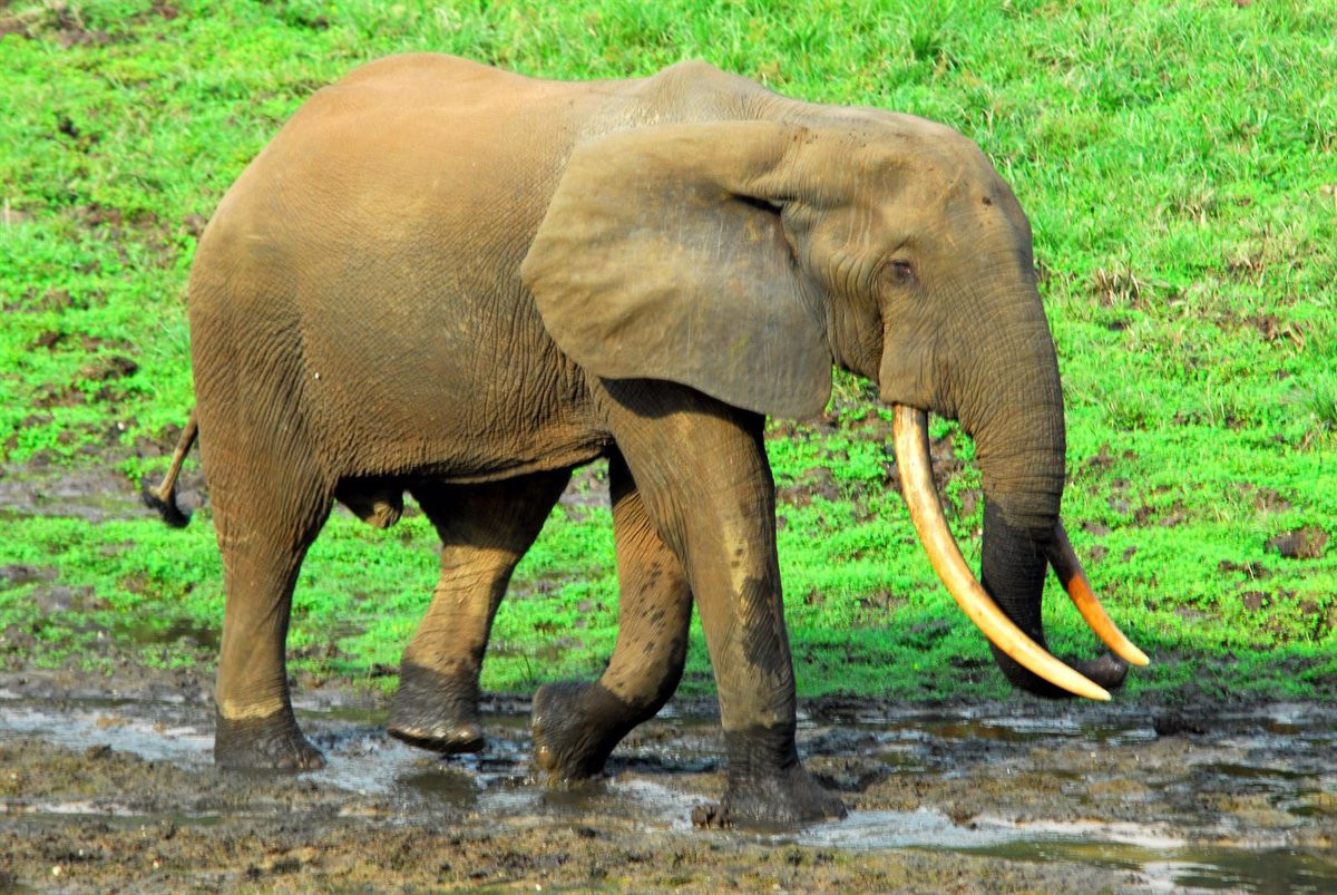 Catalunyapress elefant25j23