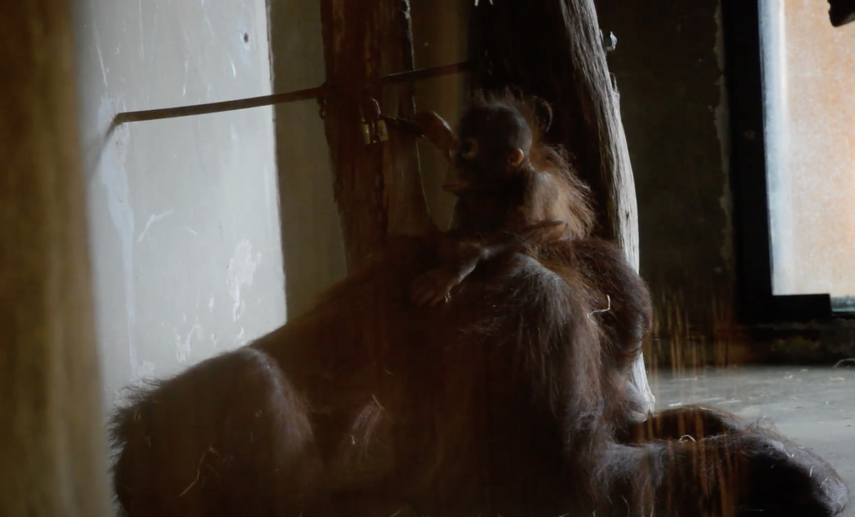 Orangutans al Zoo de Barcelona